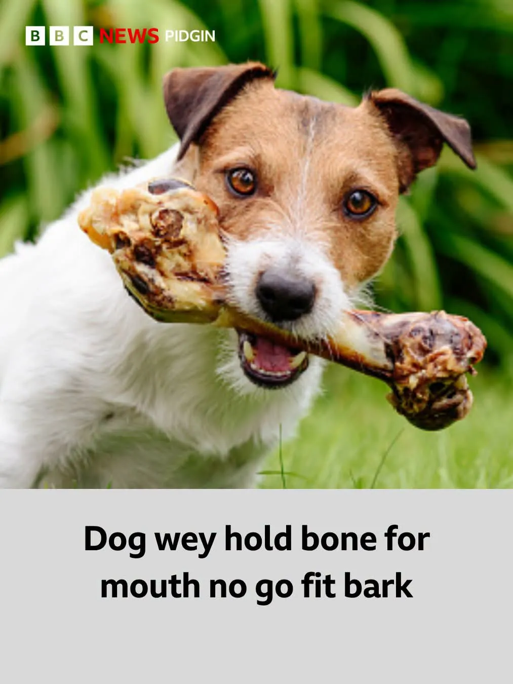 Dog Wey Hold Bone for Mouth No Go Fit Bark